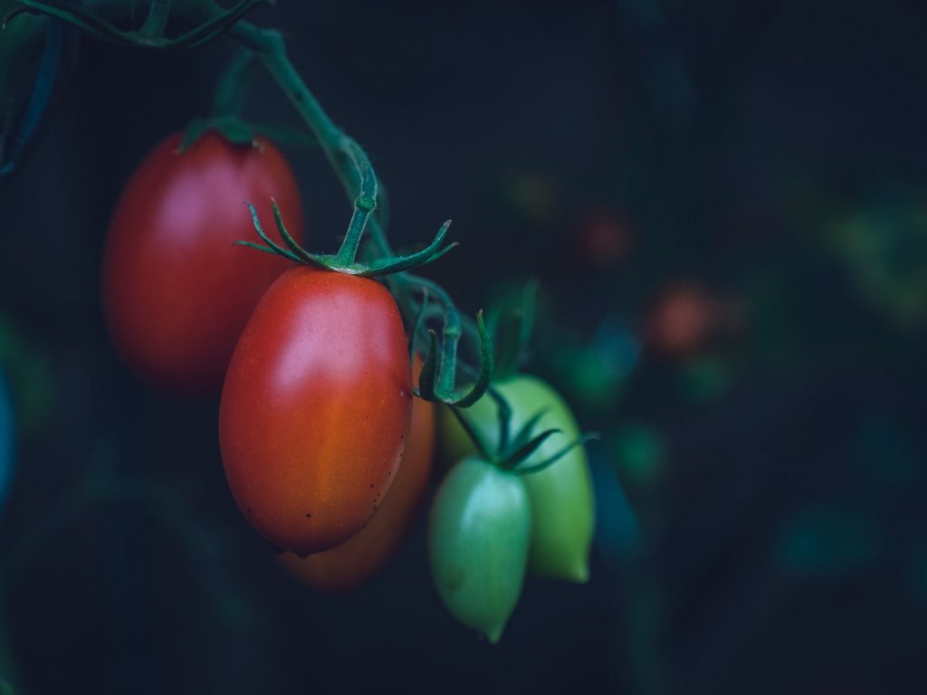Tomaten am Strauch für Tomatensaucen