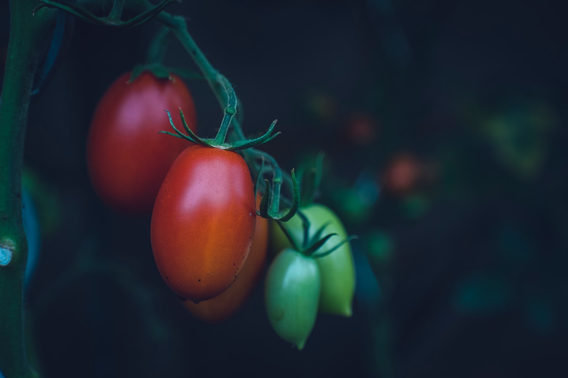 Tomaten am Strauch für Tomatensaucen